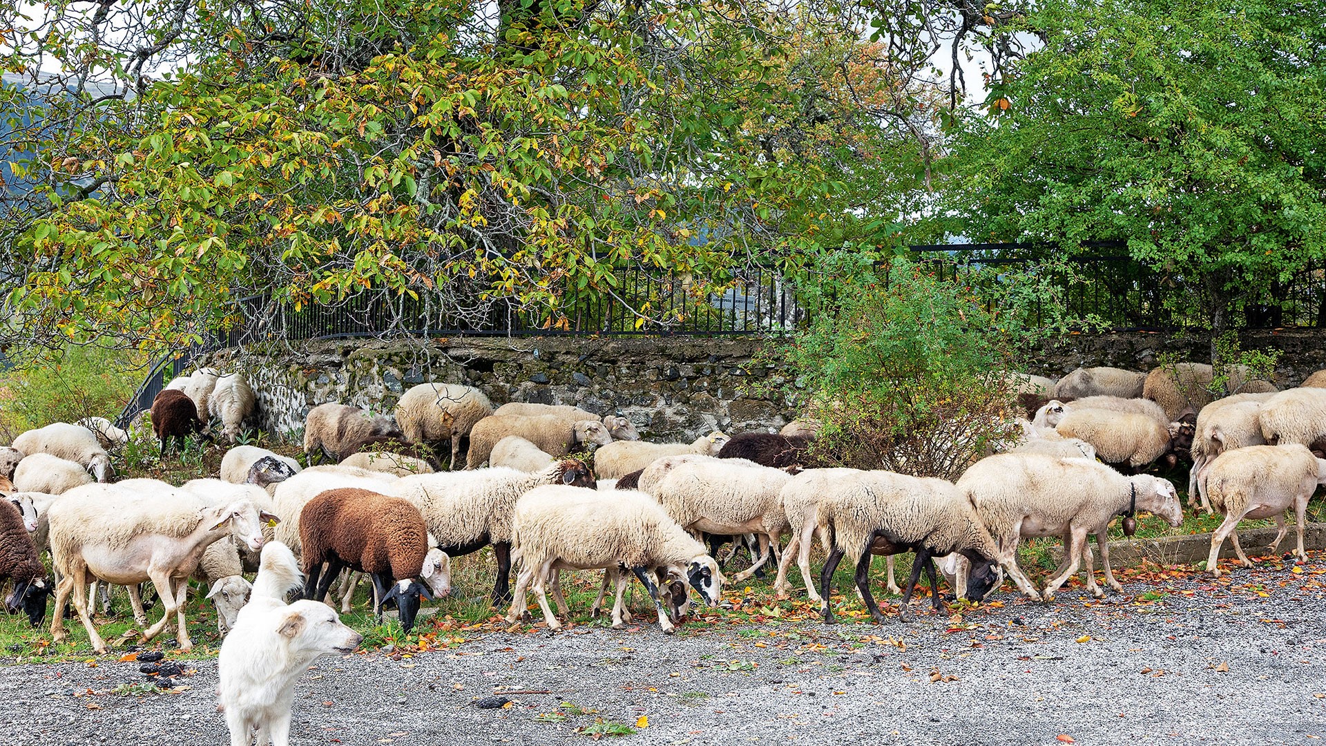 10,3 εκατ. ευρώ σε κτηνοτρόφους για απώλεια εισοδήματος